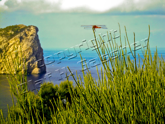 Natur%20(15)
