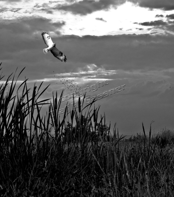 Natur%20(4)