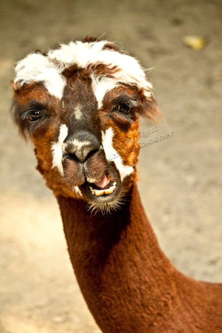 Tiere%20(5)