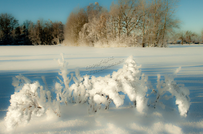 Winter%20(10)