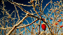 Winter%20(1)